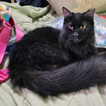 Thumbnail photo of Mayflower #1