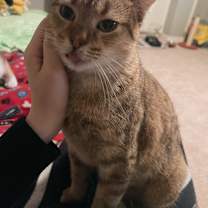 Thumbnail photo of Peaches #2