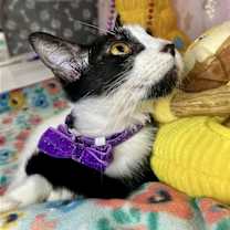 Thumbnail photo of Risenia #3