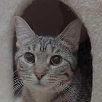 Thumbnail photo of DAPHNE #1