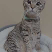 Thumbnail photo of DAPHNE #2