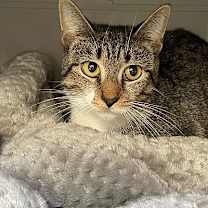 Thumbnail photo of CERES (COURTESY POST) #2