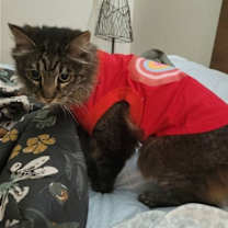 Thumbnail photo of Molly #2