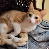 Thumbnail photo of CORA HALE #4