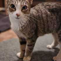 Thumbnail photo of Faline #1