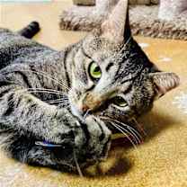 Thumbnail photo of Skippy #4