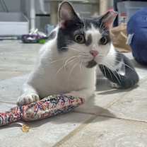 Thumbnail photo of Jubilee #1