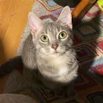 Thumbnail photo of Gambit #1