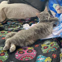 Thumbnail photo of Gambit #3