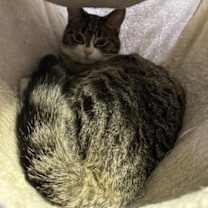 Thumbnail photo of Candy #3