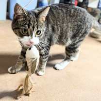 Thumbnail photo of Candy #1