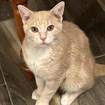 Thumbnail photo of Tanner (Wenk) #2