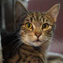 Thumbnail photo of Leo #4