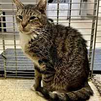 Thumbnail photo of Newman #2