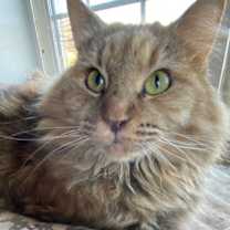 Thumbnail photo of Mollie #4