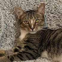 Thumbnail photo of Sulu #4