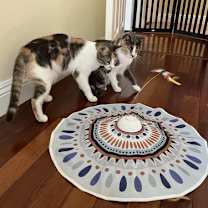 Thumbnail photo of Luna Belle #4