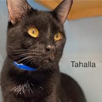 Thumbnail photo of Tahalla - Center #1