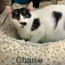 Thumbnail photo of Charlie Chapman - Center #1