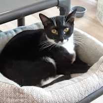Thumbnail photo of Poppy #1
