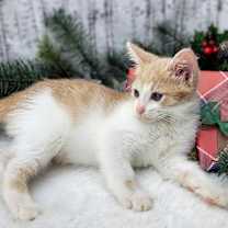 Thumbnail photo of Daydream Believer (on hold) #3