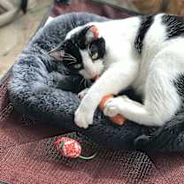 Thumbnail photo of Murano #2