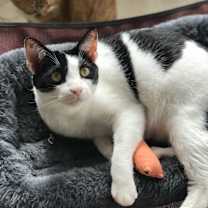 Thumbnail photo of Murano #3