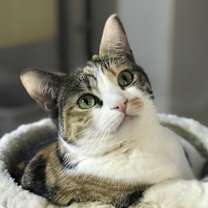 Thumbnail photo of Stitches #1