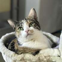 Thumbnail photo of Stitches #2