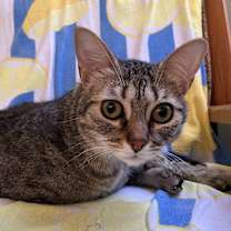 Thumbnail photo of Cricket #2