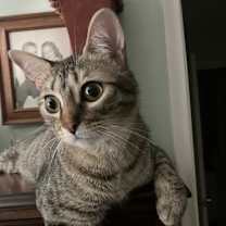 Thumbnail photo of Cricket #3