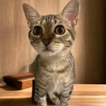 Thumbnail photo of Cricket #4