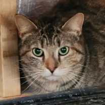 Thumbnail photo of Sage #3