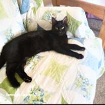 Thumbnail photo of Smokey #1