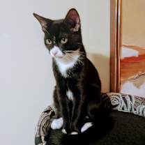 Thumbnail photo of Smokey #2