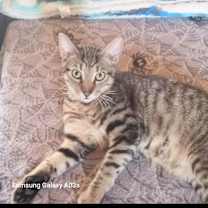 Thumbnail photo of Smokey #3