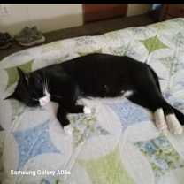 Thumbnail photo of Smokey #4