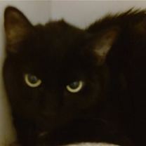 Thumbnail photo of Destiny #1