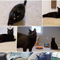Thumbnail photo of Jellybean and Toothless #1