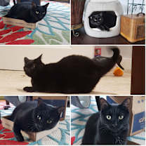 Thumbnail photo of Jellybean and Toothless #2