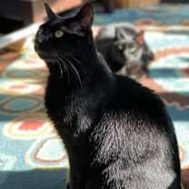 Thumbnail photo of Jellybean and Toothless #3