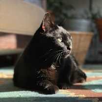 Thumbnail photo of Jellybean and Toothless #4