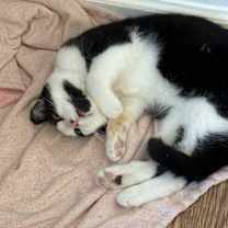 Thumbnail photo of Mario #2