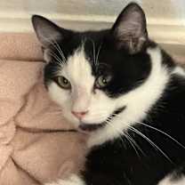 Thumbnail photo of Mario #3