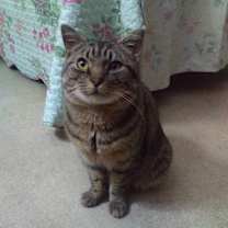 Thumbnail photo of Sybil - sponsored! #2