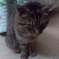 Thumbnail photo of Sybil - sponsored! #3