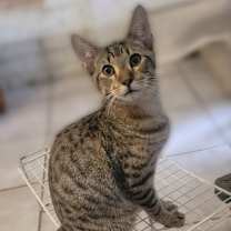 Thumbnail photo of Silas #1