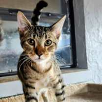 Thumbnail photo of Silas #4