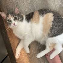 Thumbnail photo of Lexi #2