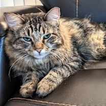 Thumbnail photo of Hazel (Bonded with Stormy) #2